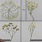 50 pcs Real Pressed Dried Flowers Mini White Gypsophila Baby's Breath for Wedding Invitation Resin DIY Art Floral Decors